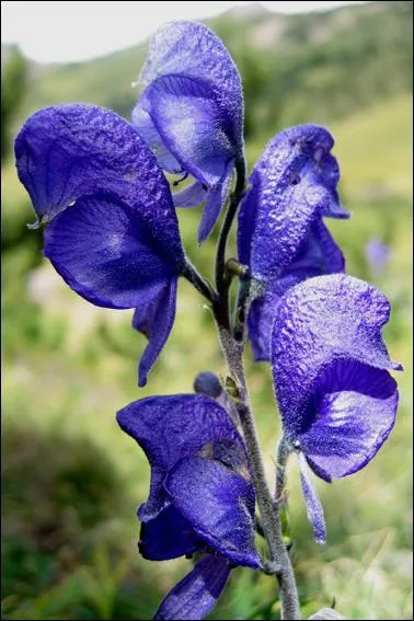 Comment qualifie-t-on cette fleur nommée "aconit" ?