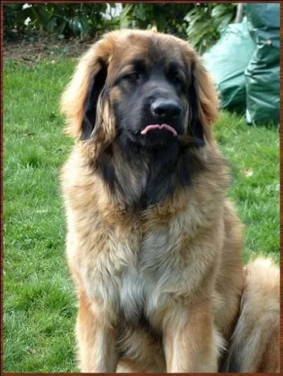 Quel est ce chien dont la race aurait été obtenue par croisement du Landseer et du Saint-Bernard ?