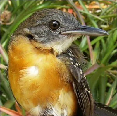 "L'agate" est une variété de calcédoine.