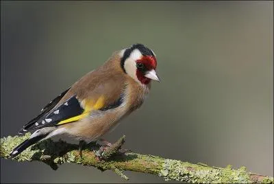 En menuiserie, "l'aggloméré" contient de la colle.