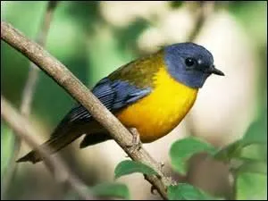 Un "aéroscope" mesure la quantité d'oxygène contenu dans l'air.