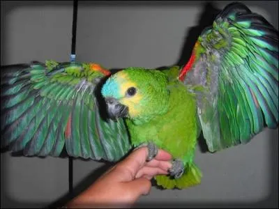 "L'aérotrain" se déplace sans contact avec le sol, sur un coussin d'air.