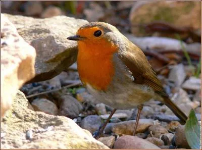 Un "afficheur" crée des affiches publicitaires.