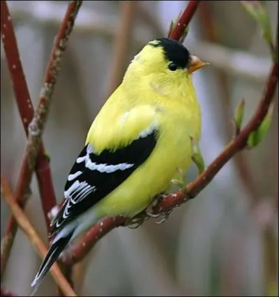 Un "affiquet" est un ornement.