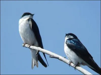 Un "affluent" se jette directement dans la mer.