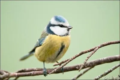 L'unité monétaire de l'Afghanistan est "l'afghani".