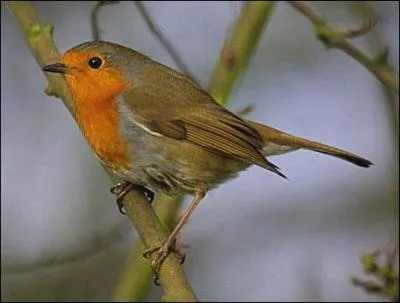 Un "aficionado" est aussi appelé oiseau-trompette.