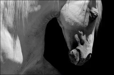 Le cheval est-il un ruminant ?