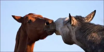 Le cheval peut-il vomir ?