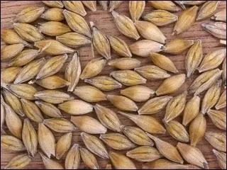 Quels sont ces aliments ?