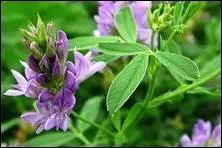 Quel(s) est(sont) cet(ces) aliment(s) ?