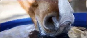 Le cheval boit entre :