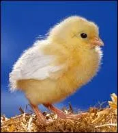 Je ne vous brosse pas le tableau, vous connaissez le principe ! 
Je peux juste vous dire qu'il n'est pas né hier...