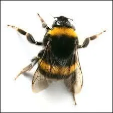 Il est plus connu qu'on pourrait le croire au premier abord ! 
Qui se cache derrière cet insecte ?