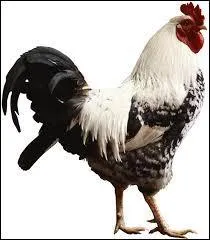 Il imite surement très bien le chant de cet animal mais quel est son prénom ?