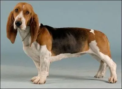 J'allais oublier cette autre race de chien ! 
Quel est le prénom de cette idole des années 50 ?