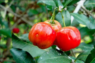Cerise des Antilles ou cerise des Barbades, ce petit fruit rouge à chair juteuse est une source naturelle remarquable de vitamine C. Quel est son nom ?