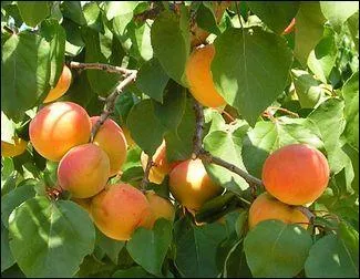 Le carotène donne à cette drupe sa belle couleur orangée. Quel est ce fruit à noyau, à chair ferme, sucrée mais peu juteuse, dont la peau peut être piquetée de "taches de rousseur" ?