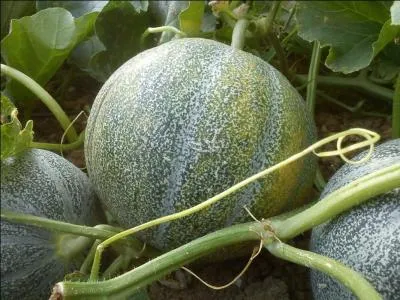 Quelques variétés non hybrides sont encore produites (Boule d'or, Charentais, Cristel, Santon...). Ce sont tous :