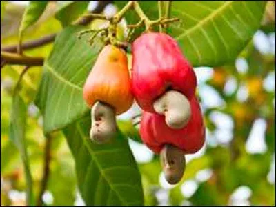 Avant de déguster cette amande, il faut enlever deux coquilles, l'une verte et fine, l'autre brune et dure. Quel est l'autre nom de l'anacarde ?