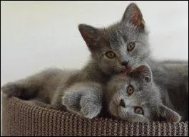 Le chat ne doit pas sortir dehors avant 1 an.