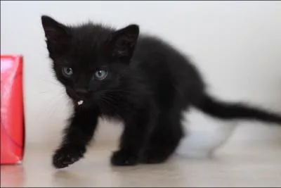 A quel âge le chat doit-il arrêter de jouer ?