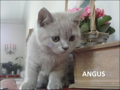 Il y a des croquettes exprès pour chatons.