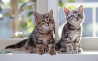 Il faut changer la litière du chat...