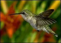 Comment nomme-t-on l'étude des oiseaux ?