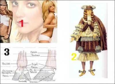 Les canons peuvent-ils être des effets de lingerie fine ?