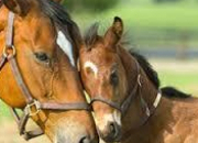 Quiz Les races de chevaux et poneys