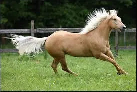 Quelle est la race de ce cheval ?