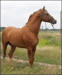 Quelle est la race de ce cheval ?