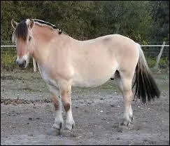 Quelle est la race de ce poney ?