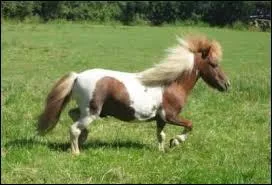 Quelle est la race de ce poney ?
