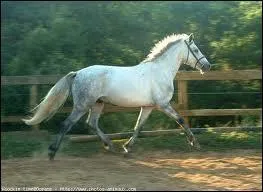 Quelle est la race de ce poney ?