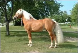 Quelle est la race de ce poney ?