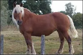 Quelle est la race de ce cheval ?