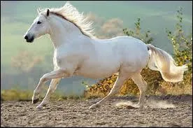 Quelle est la race de ce cheval ?
