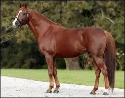Quelle est la race de ce cheval ?
