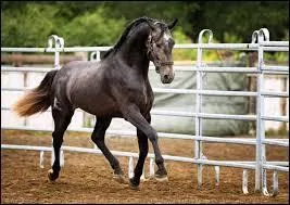 Quelle est la race de ce cheval ?