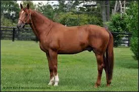 Quelle est la race de ce cheval ?