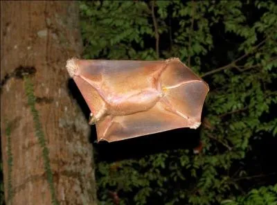 Trouvez le nom de cet animal.