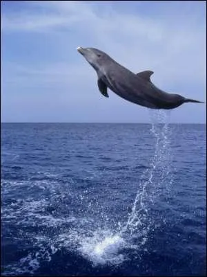 Très belle chorégraphie du dauphin à gros nez ! 
Au fait, comment appelle-t-on le nez du dauphin ?
