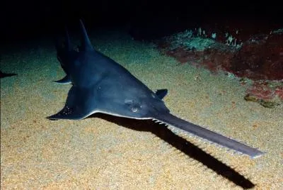 Restons encore un peu dans l'eau avec un animal au museau original...
Les poissons-scies peuvent-ils être dangereux pour l'homme ?