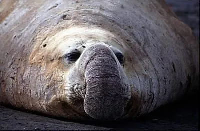 Quel est le nom de cet animal au gros nez ?