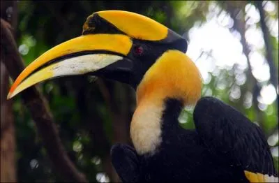Les tortues et certains poissons ont un bec mais quel oiseau peut être "bicorne" ?