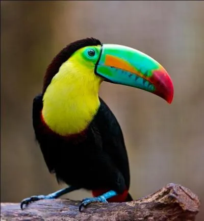 Quel est cet autre oiseau au bec multicolore ?