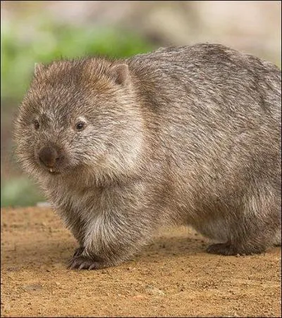 N'oublions pas les marsupiaux ! Comment s'appelle cette espèce ?