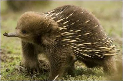 L'espèce australienne est dite "à nez court" et les trois espèces de Nouvelle-Guinée sont dites "à long nez". Quel est cet animal ?